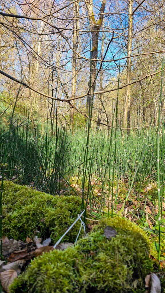  Piekiełko w Szczebrzeszynie – skały wśród lasu na Roztoczu
