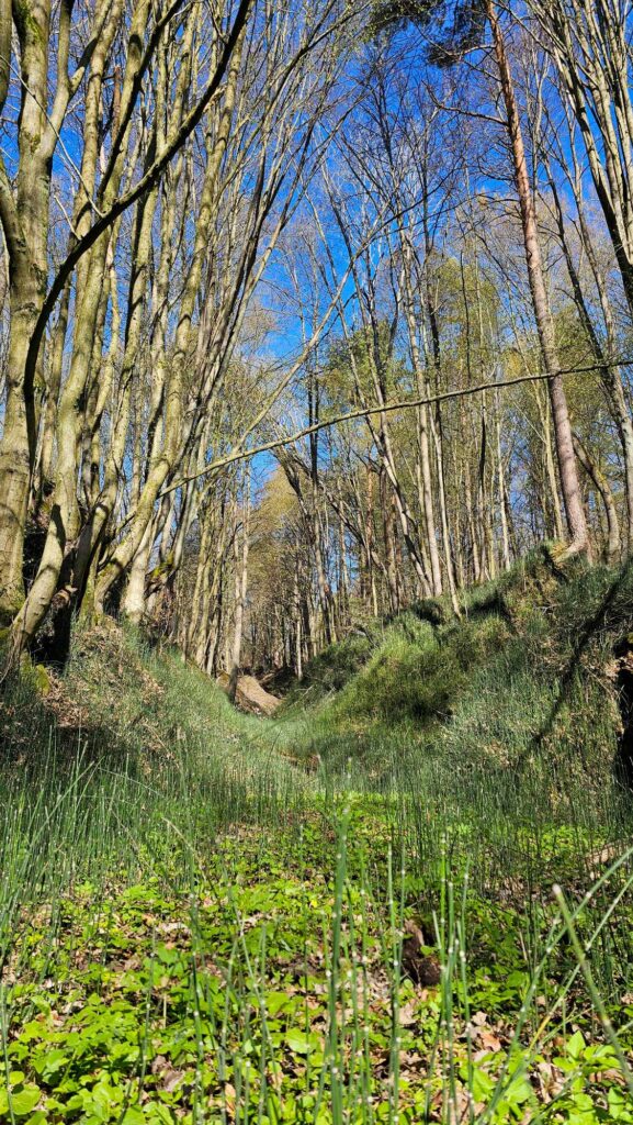 Piekiełko w Szczebrzeszynie – dzika natura blisko Zamościa
