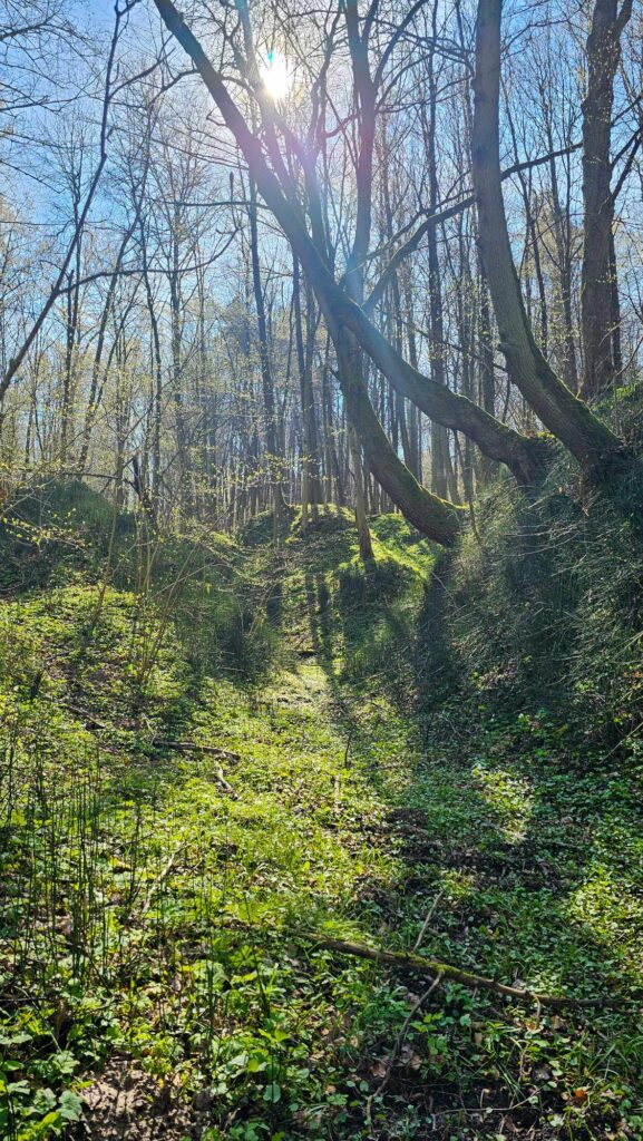 Terapia lasem – Piekiełko w Szczebrzeszynie z zielonym mchem