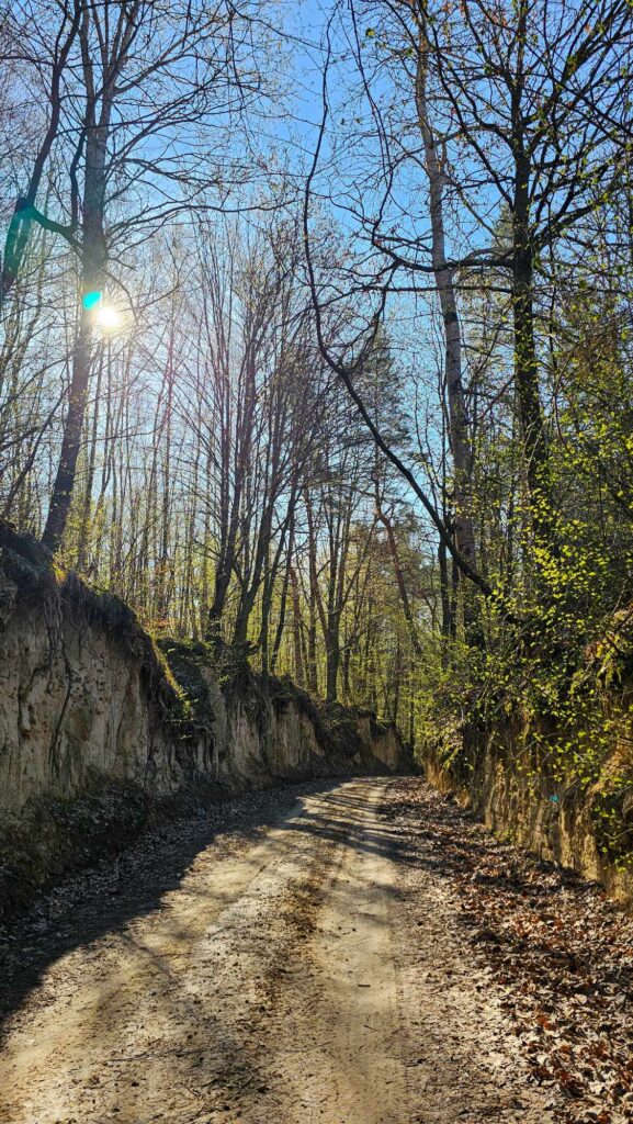 Las, który leczy – naturalna terapia dla duszy i ciała
