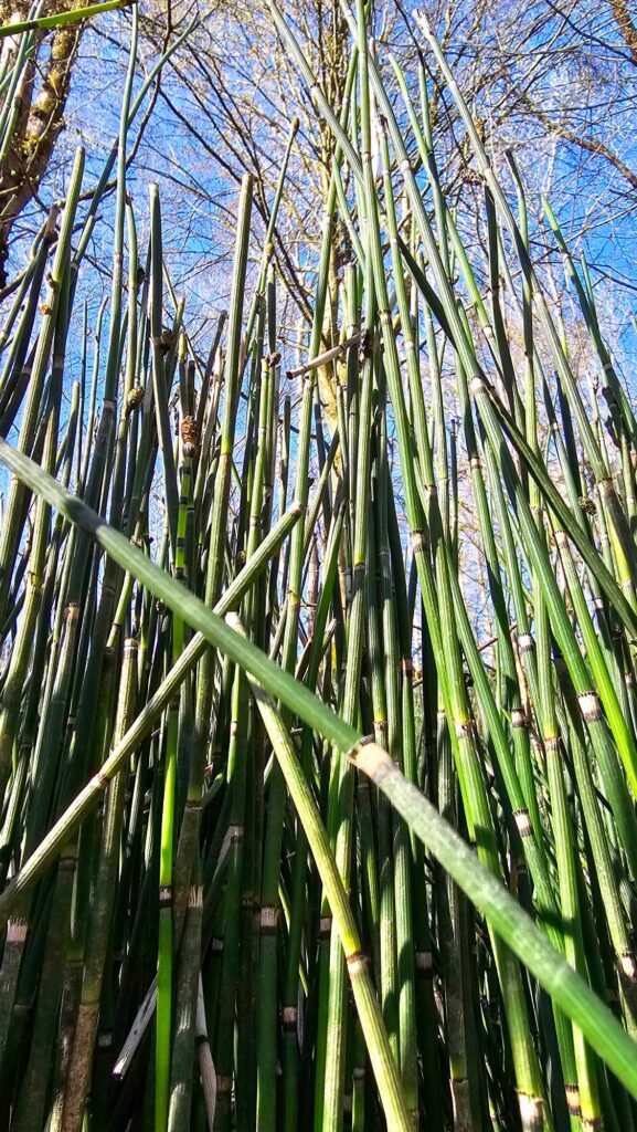 Leśna ścieżka prowadząca przez Wąwóz Skrzypowy

