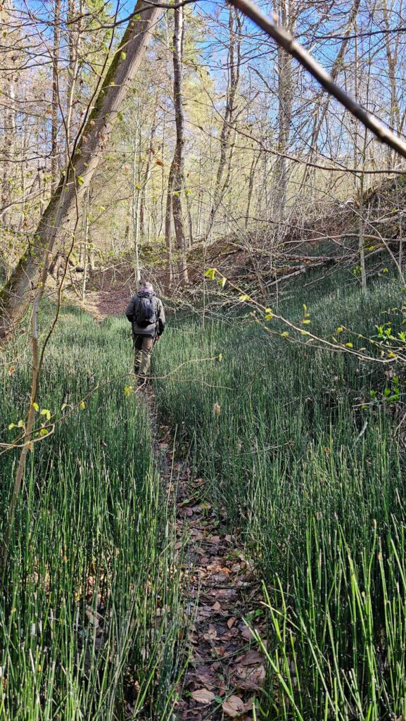 Dzika strona Roztocza – zaskakujące piękno ukryte w lesie
