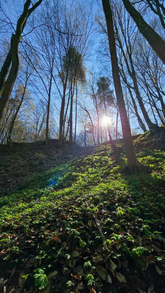 Shinrin-yoku – kąpiel leśna blisko Zamościa