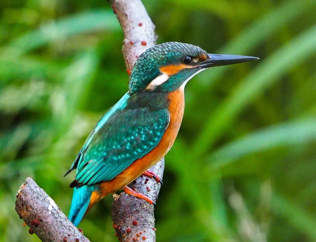 Ptasi poranek z widokiem na zimorodka– birdwatching z noclegiem nad wodą