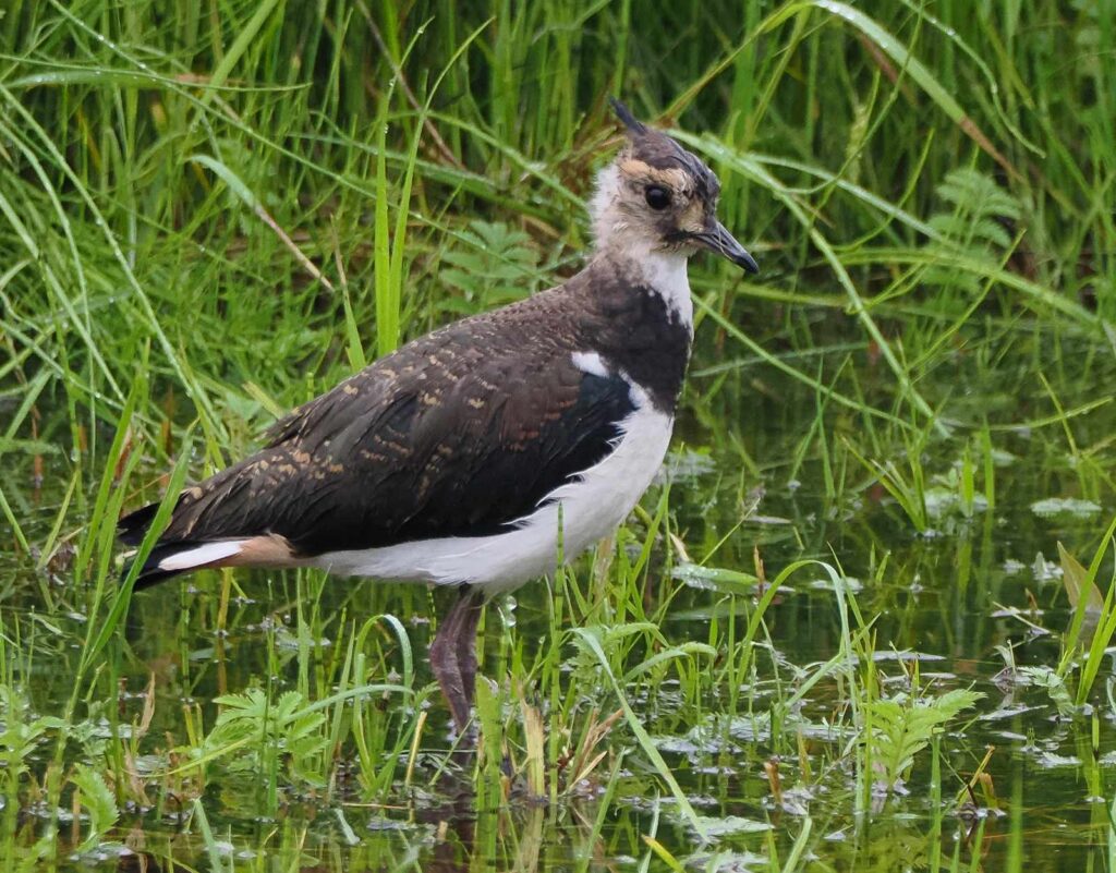 Czajka widziana podczas birdwatchingu w okolicach Nielisza