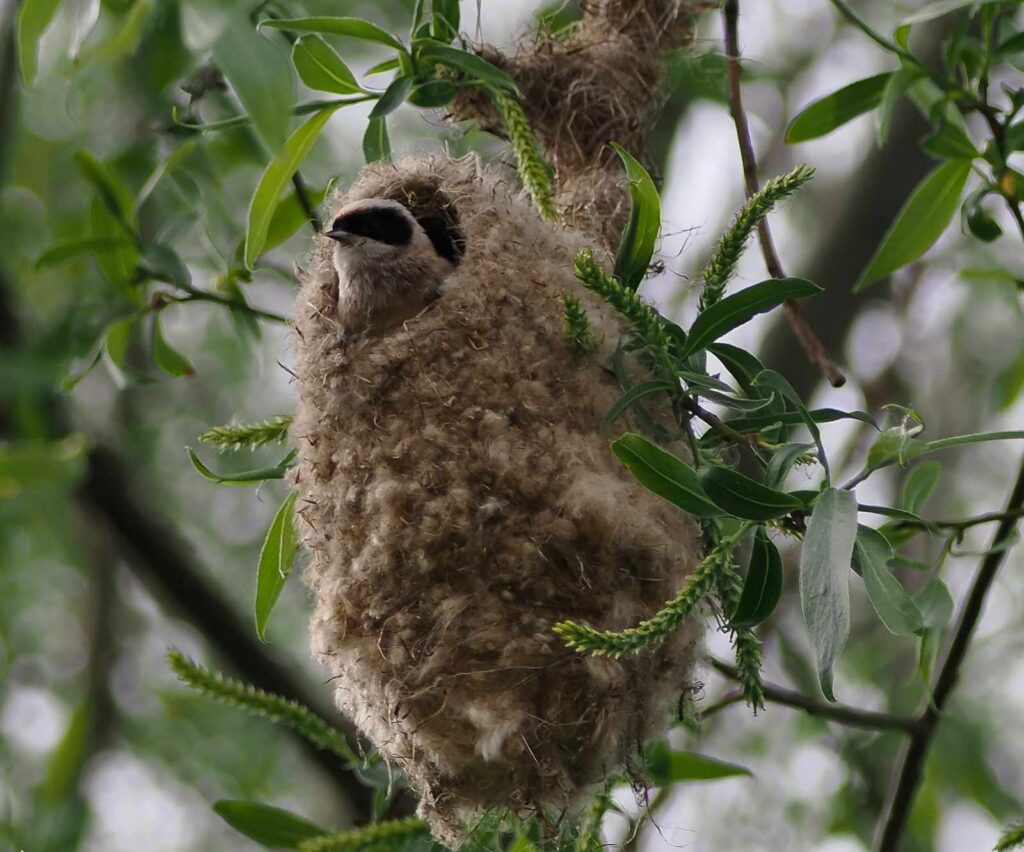 Remiz: Remiz podczas obserwacji ptaków na Roztoczu