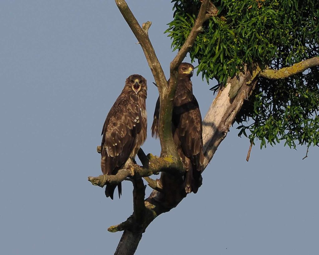 Orlik krzykliwy w naturalnym środowisku Roztocza podczas obserwacji ptaków