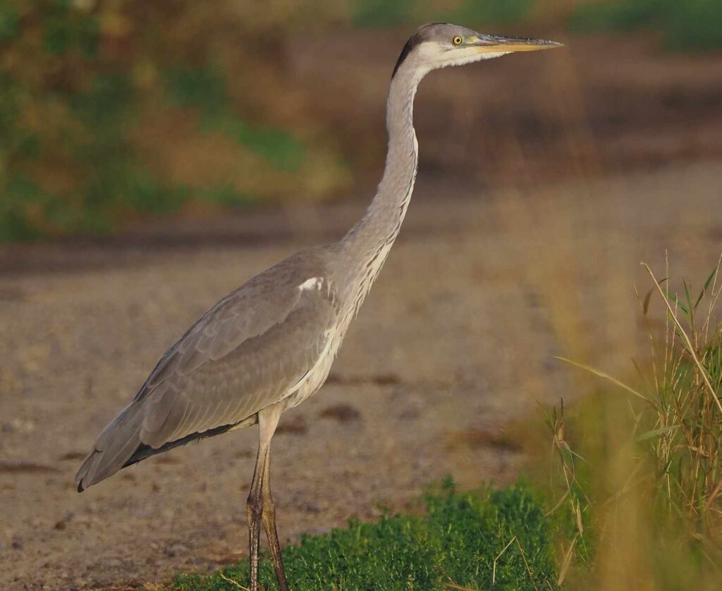 Poranne światło i czaple – birdwatching Roztocze dla gości Hytta na Wyspie
