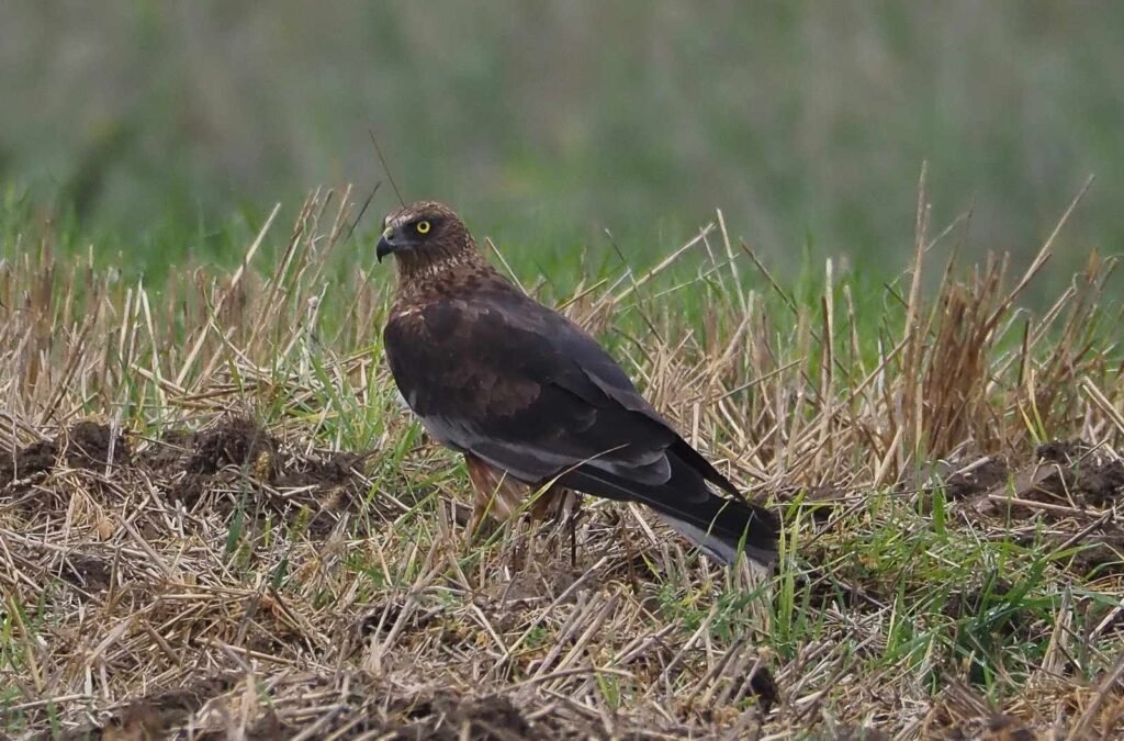 Błotniak stawowy zaobserwowany podczas wyprawy birdwatchingowej na Roztoczu