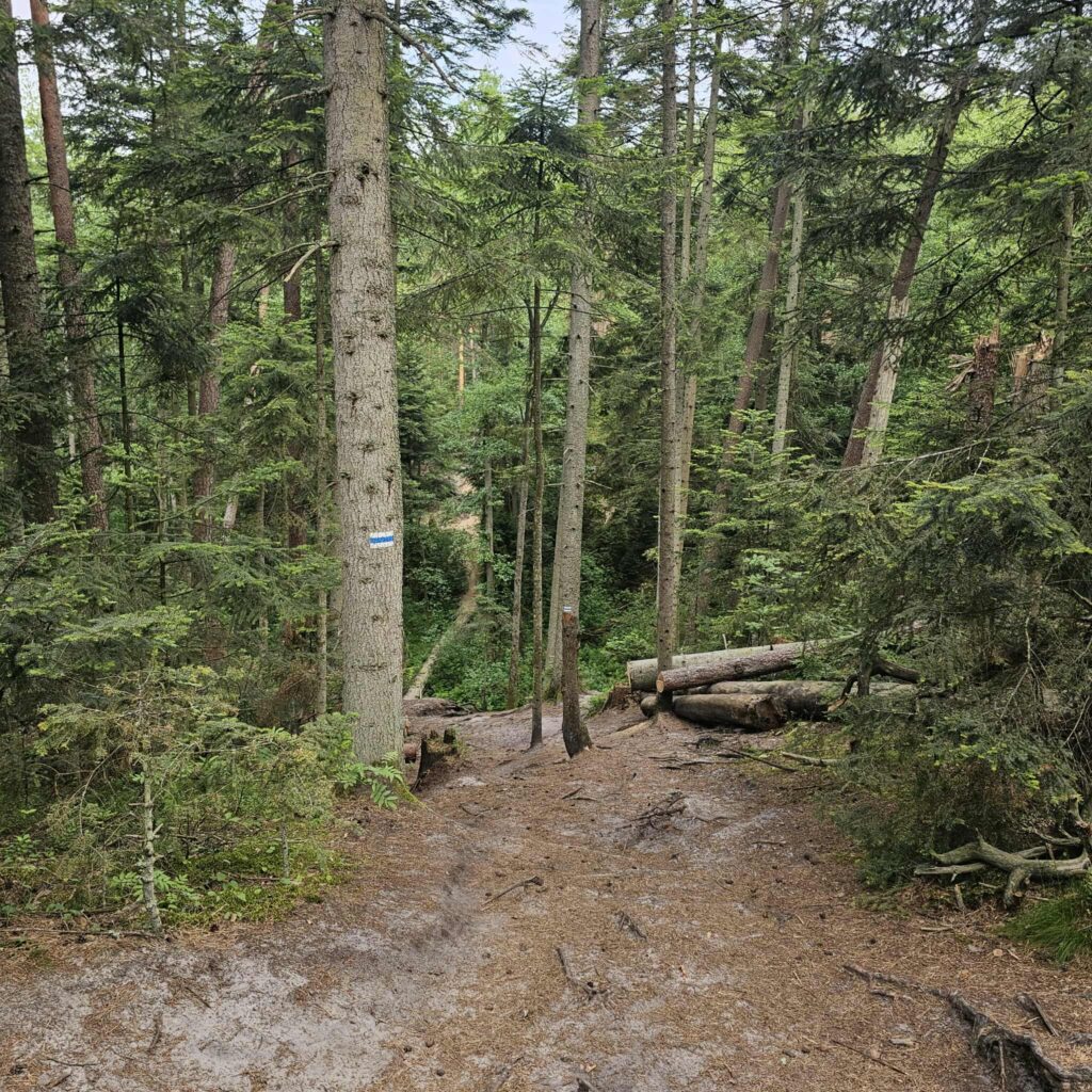 Las na Roztoczu – cisza, zieleń i dobre miejsce na reset.