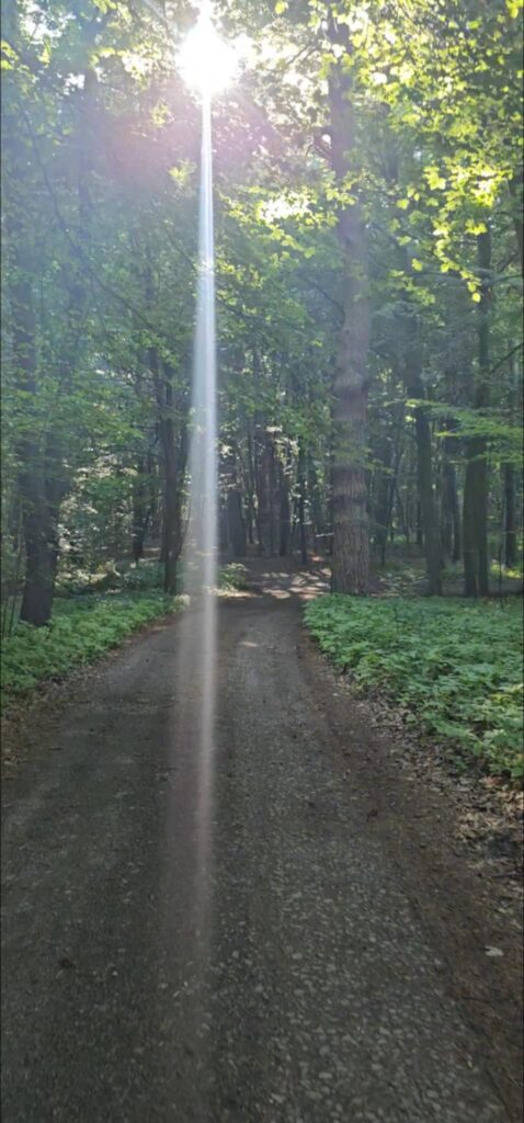  Fragment lasu w okolicy Zalewu Nielisz.