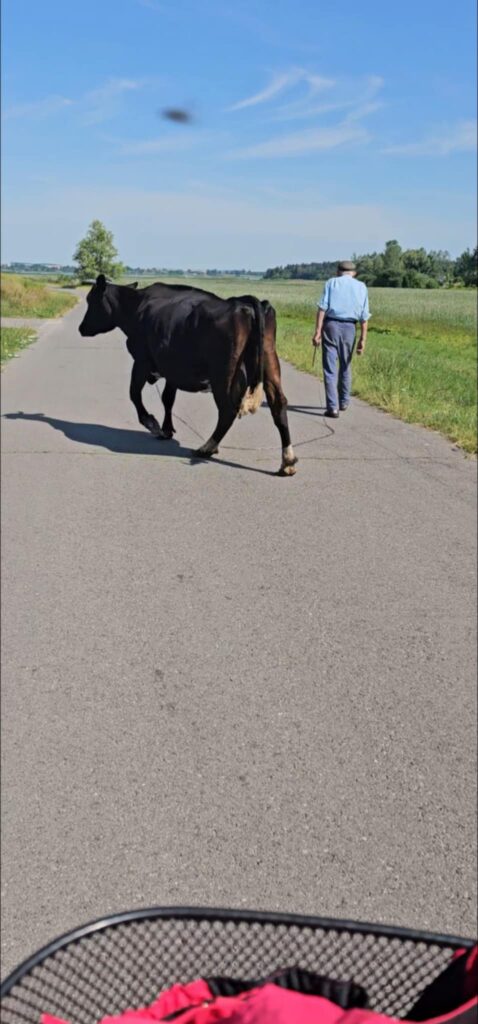 Krowa idąca drogą, wracająca z łąki, spotkana podczas wycieczki rowerowej wokół Zalewu Nielisz.