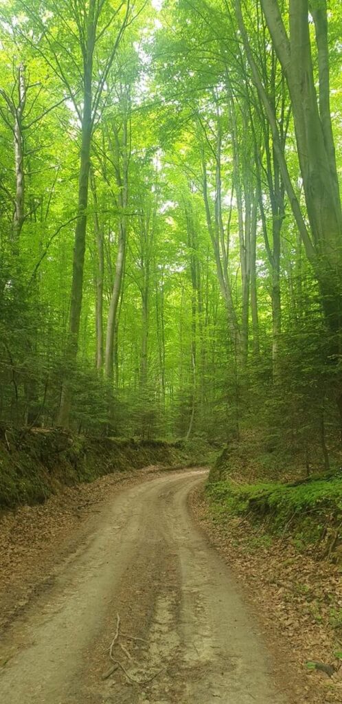 Leśna ścieżka w wąwozie lessowym w Szczebrzeszynie