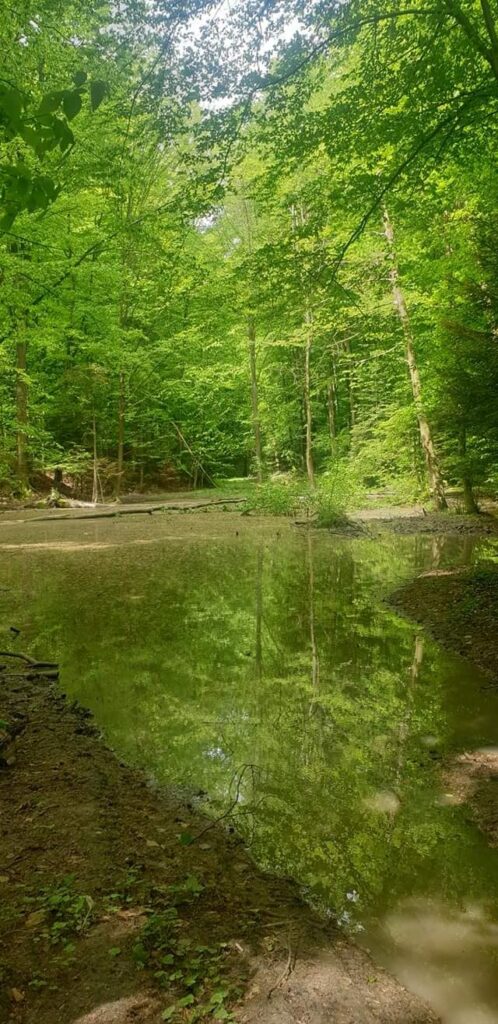 Małe jeziorko wśród drzew – okolice Szczebrzeszyna