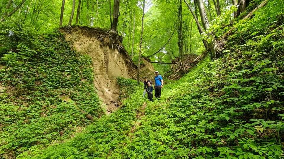 Wąwóz lessowy w Szczebrzeszynie – zielone ściany lessu