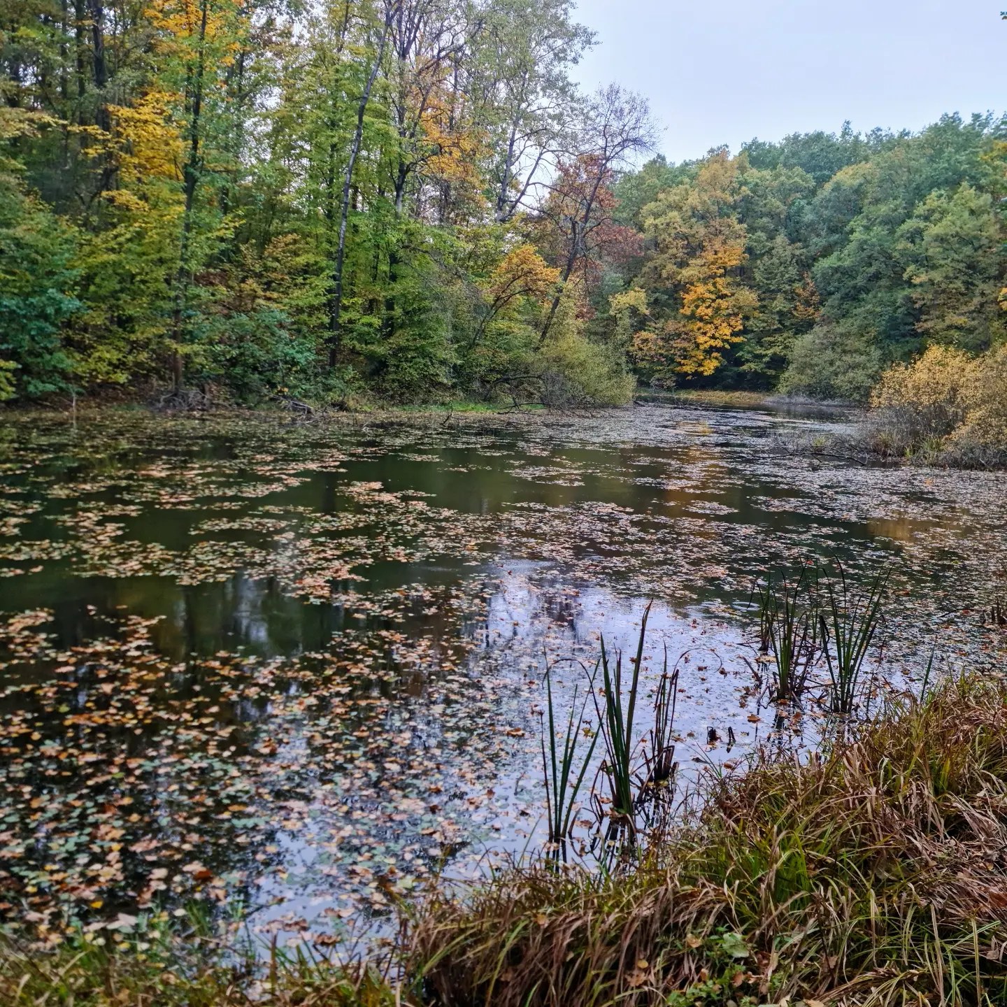 ezioro Sodoma – ukryte jezioro w lesie koło Roztocza