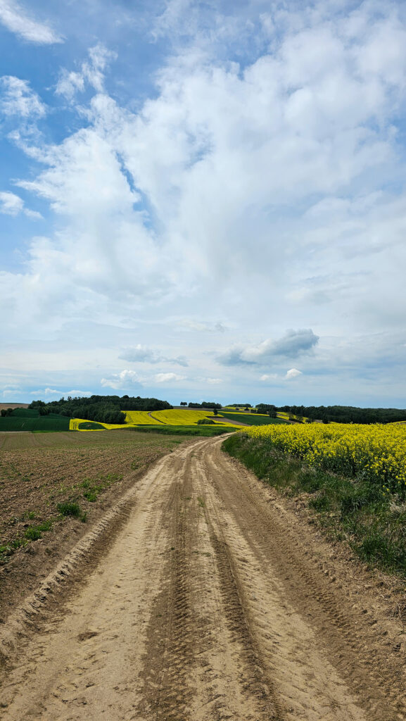 Roztocze natura i cisza podczas spaceru spokojnym szlakiem
